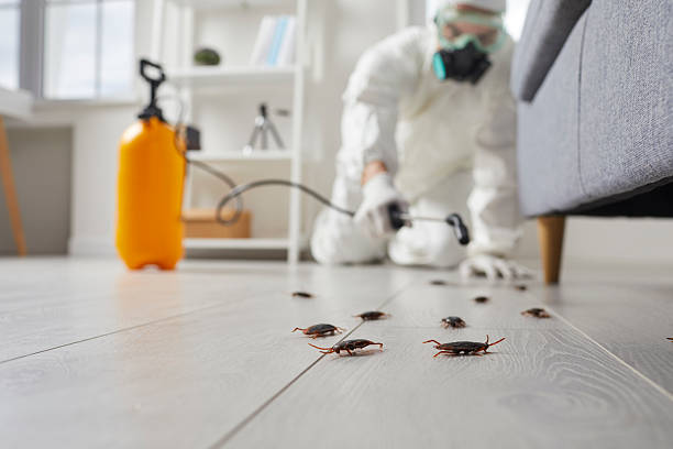 Commercial Rodent Management in Malabar